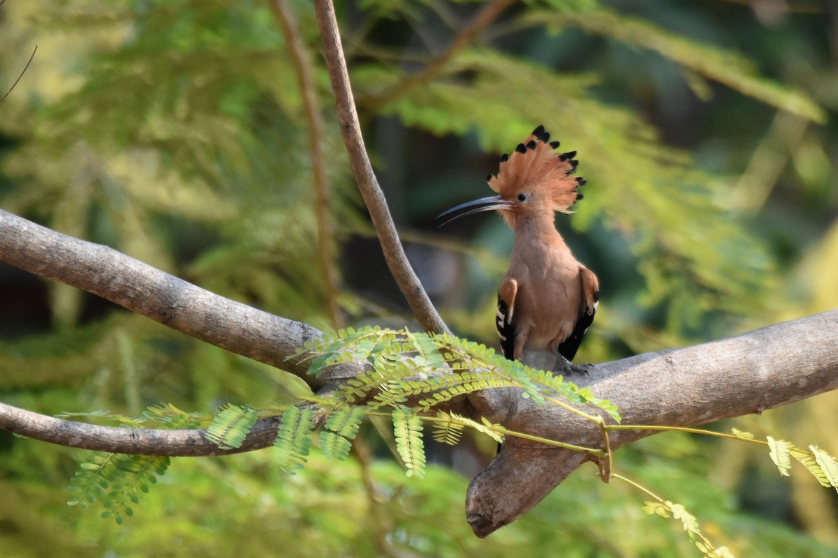 Eurasian Hoopoe - ML615470426