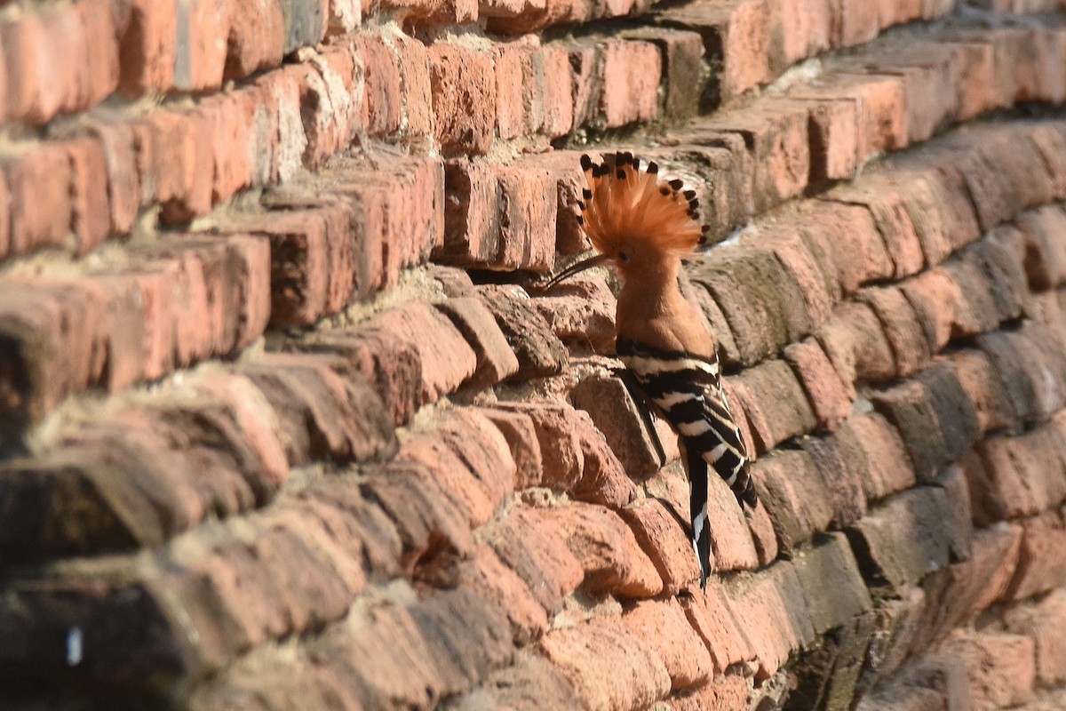 Eurasian Hoopoe - ML615470427