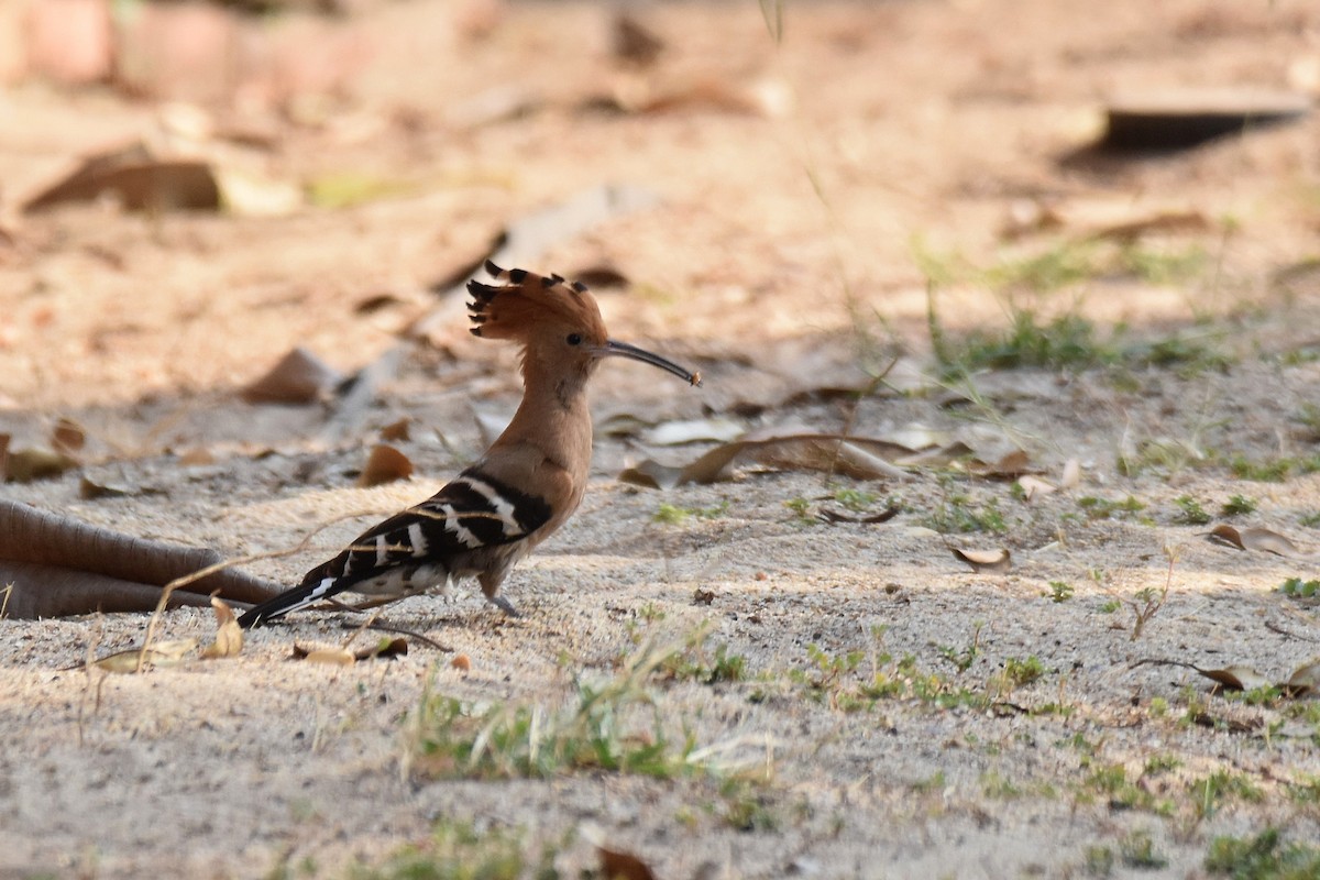 Eurasian Hoopoe - ML615470428