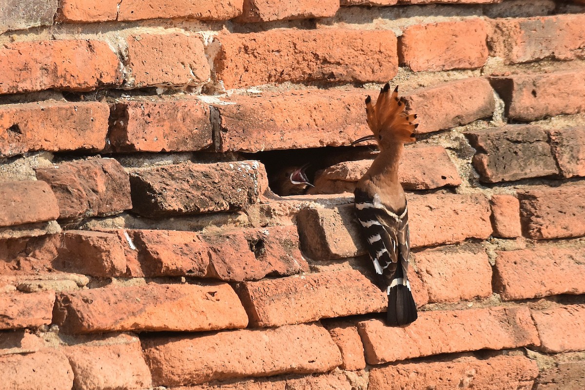 Eurasian Hoopoe - ML615470429