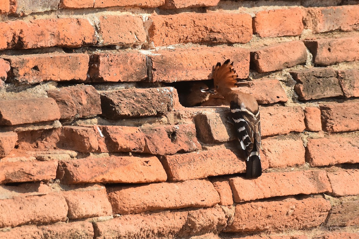 Eurasian Hoopoe - ML615470430