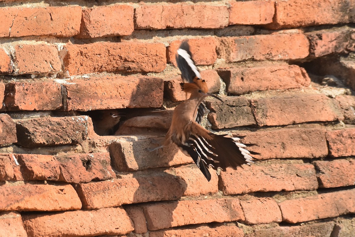 Eurasian Hoopoe - ML615470431