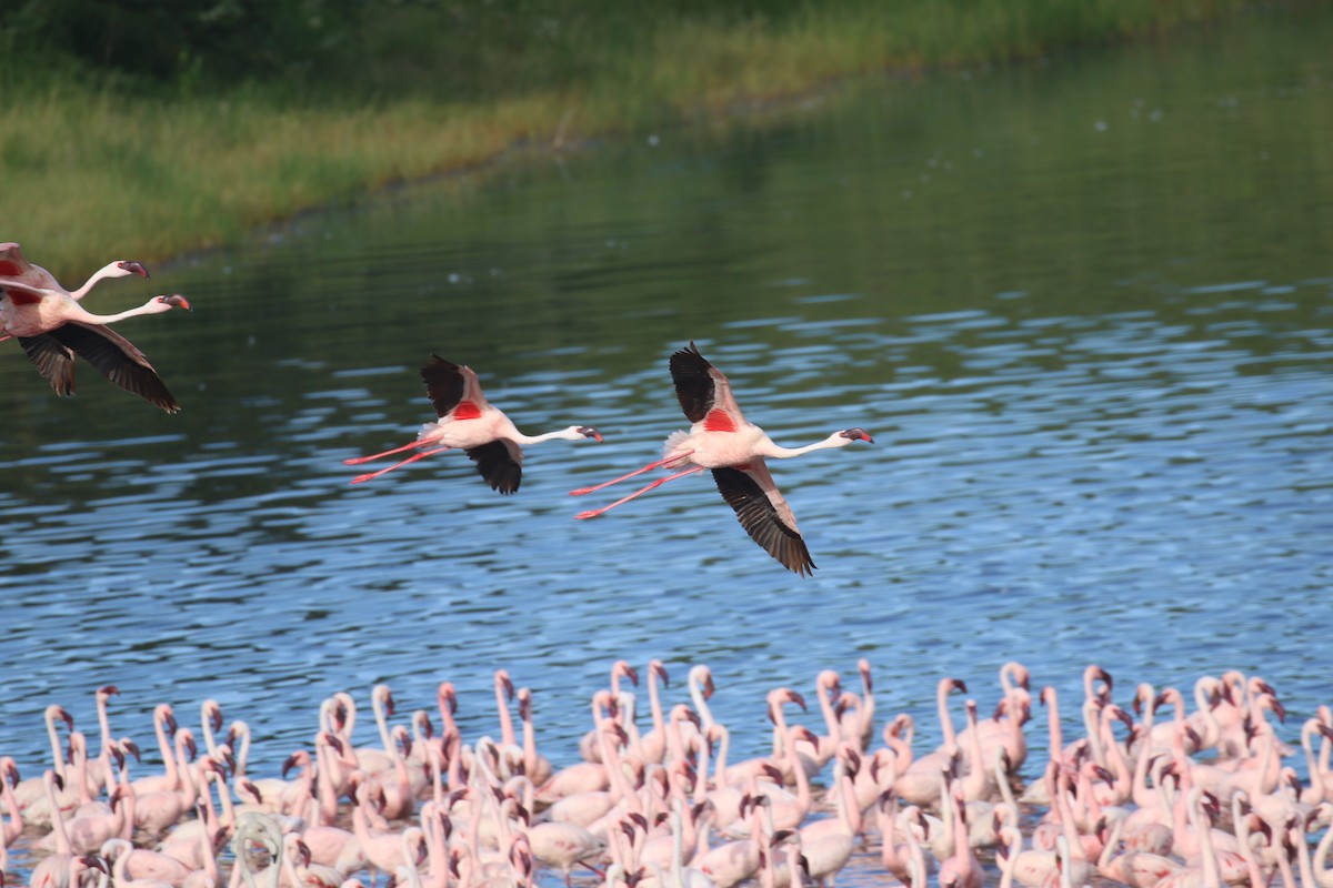 Lesser Flamingo - ML615470445