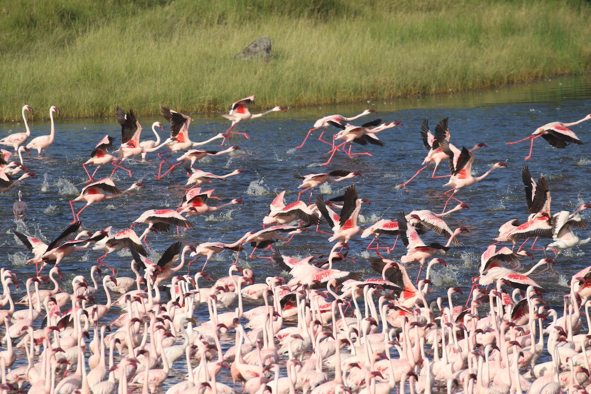 Lesser Flamingo - ML615470453