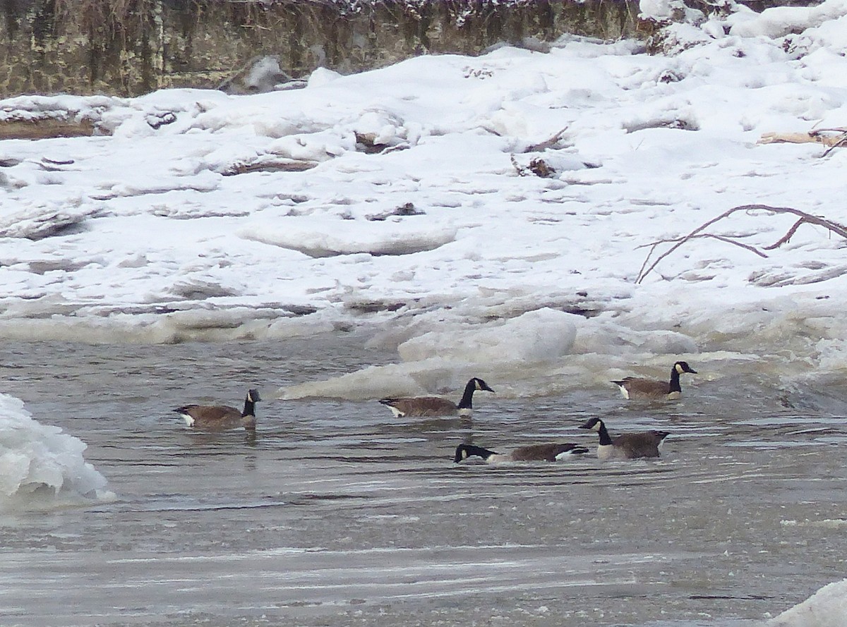 Canada Goose - ML615470488