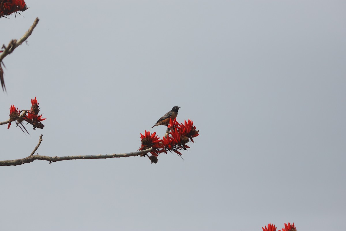 Spot-winged Starling - Satrajit Dutta