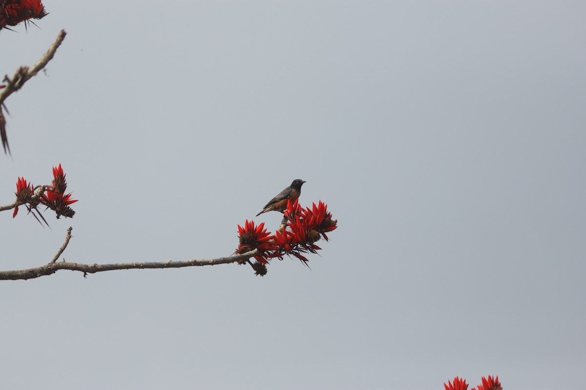 Spot-winged Starling - ML615470544