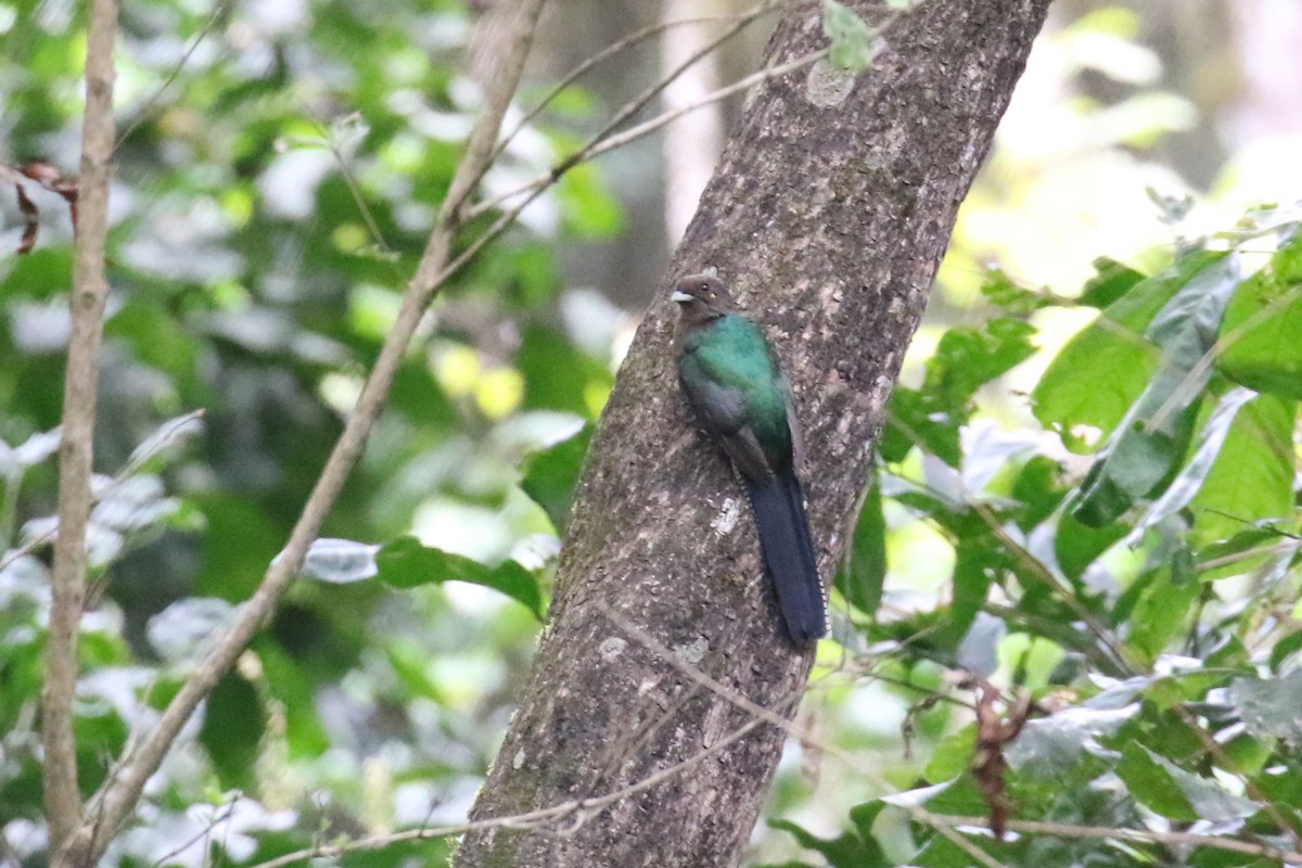 Trogon à queue barrée - ML615470560