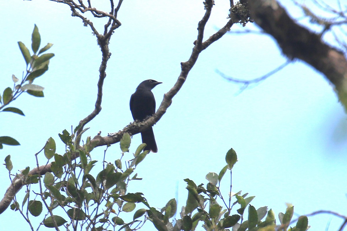 Kenrick's Starling - ML615470631