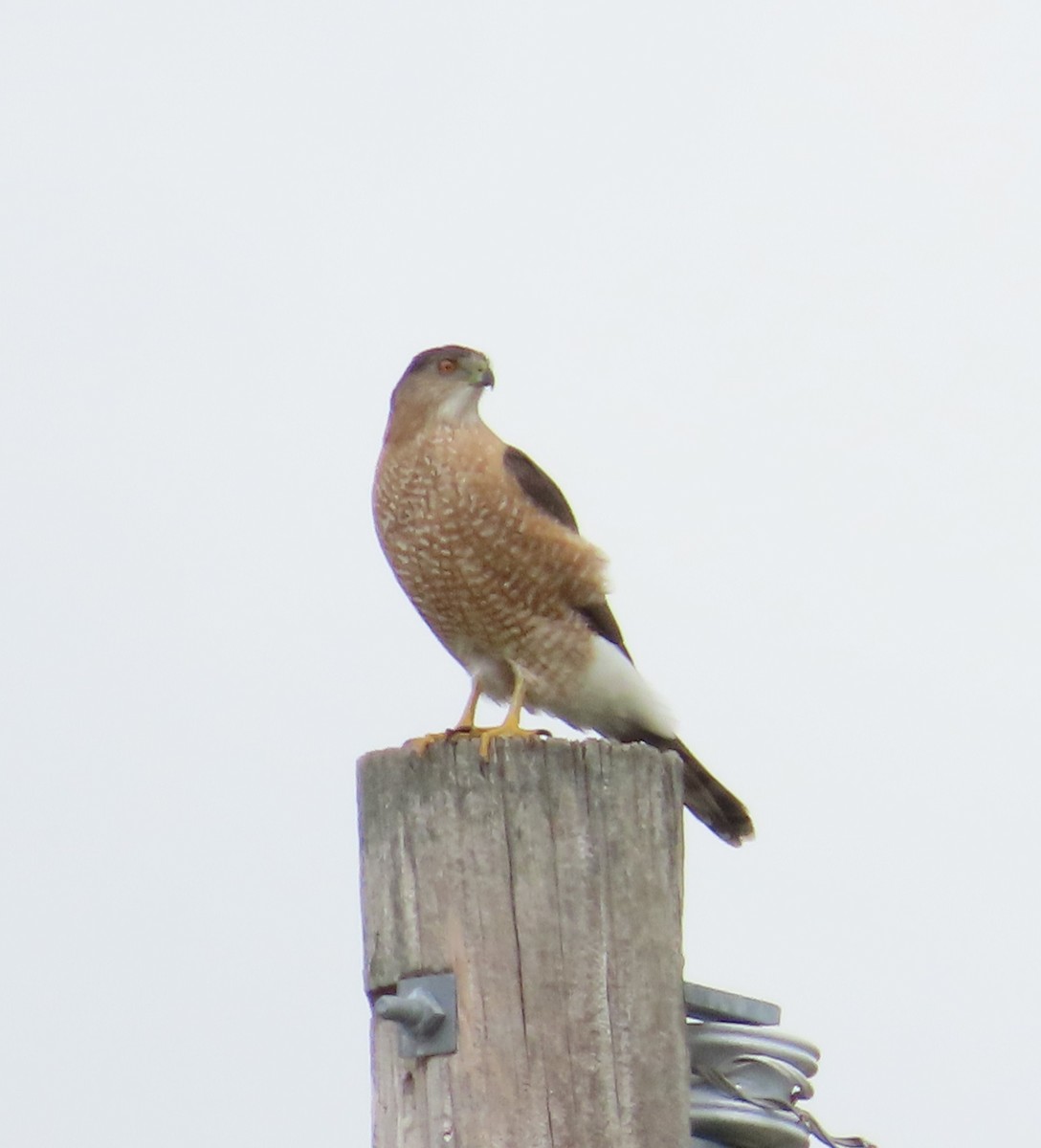 Cooper's Hawk - ML615470657