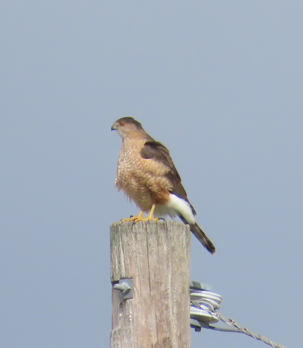 Cooper's Hawk - ML615470659