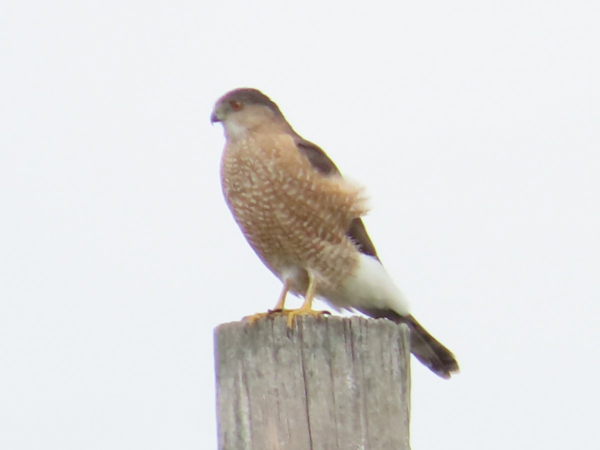 Cooper's Hawk - ML615470661