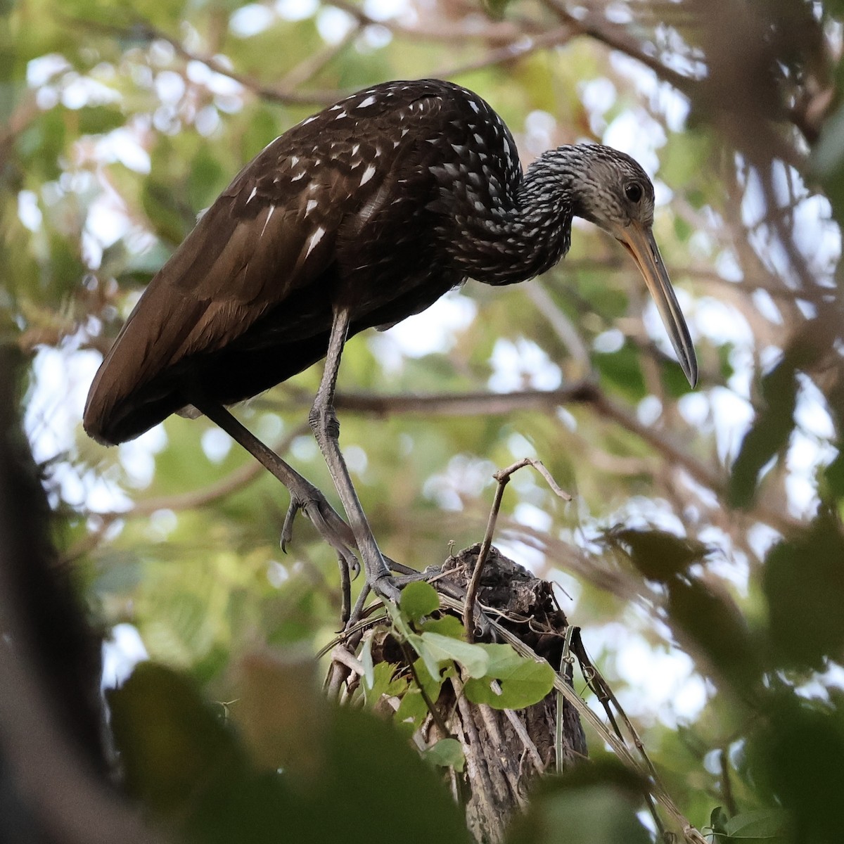 Limpkin - ML615470682