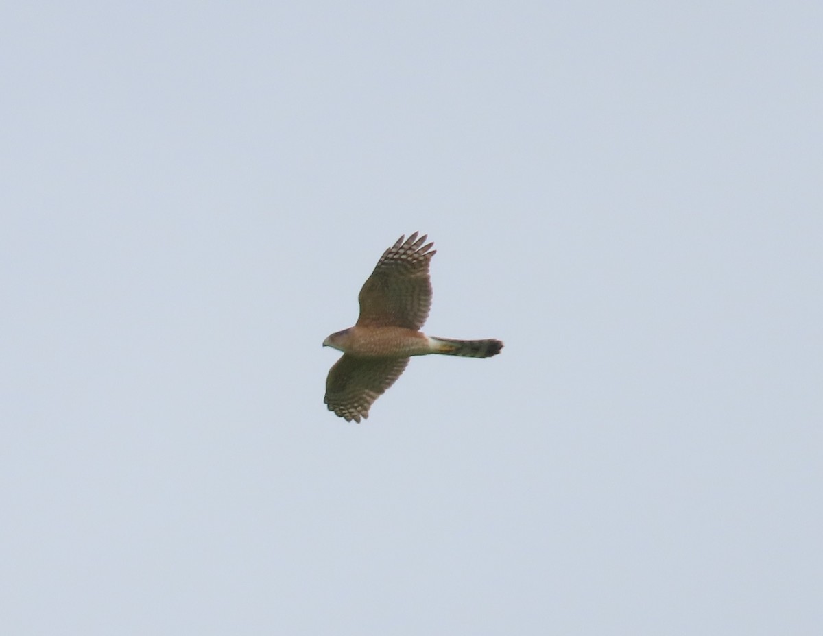 Cooper's Hawk - ML615470684