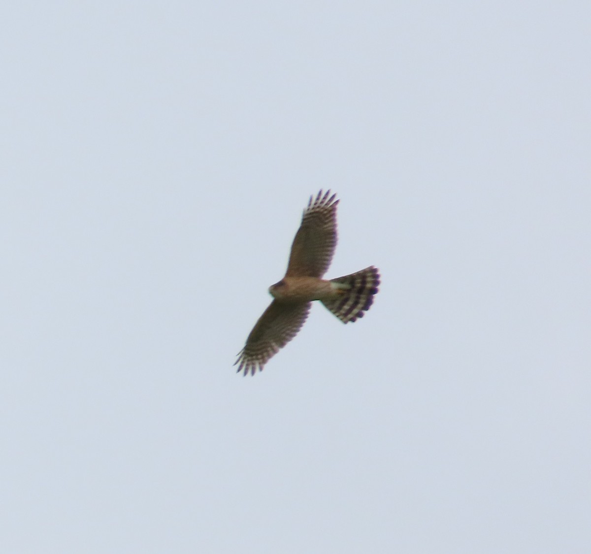 Cooper's Hawk - The Spotting Twohees