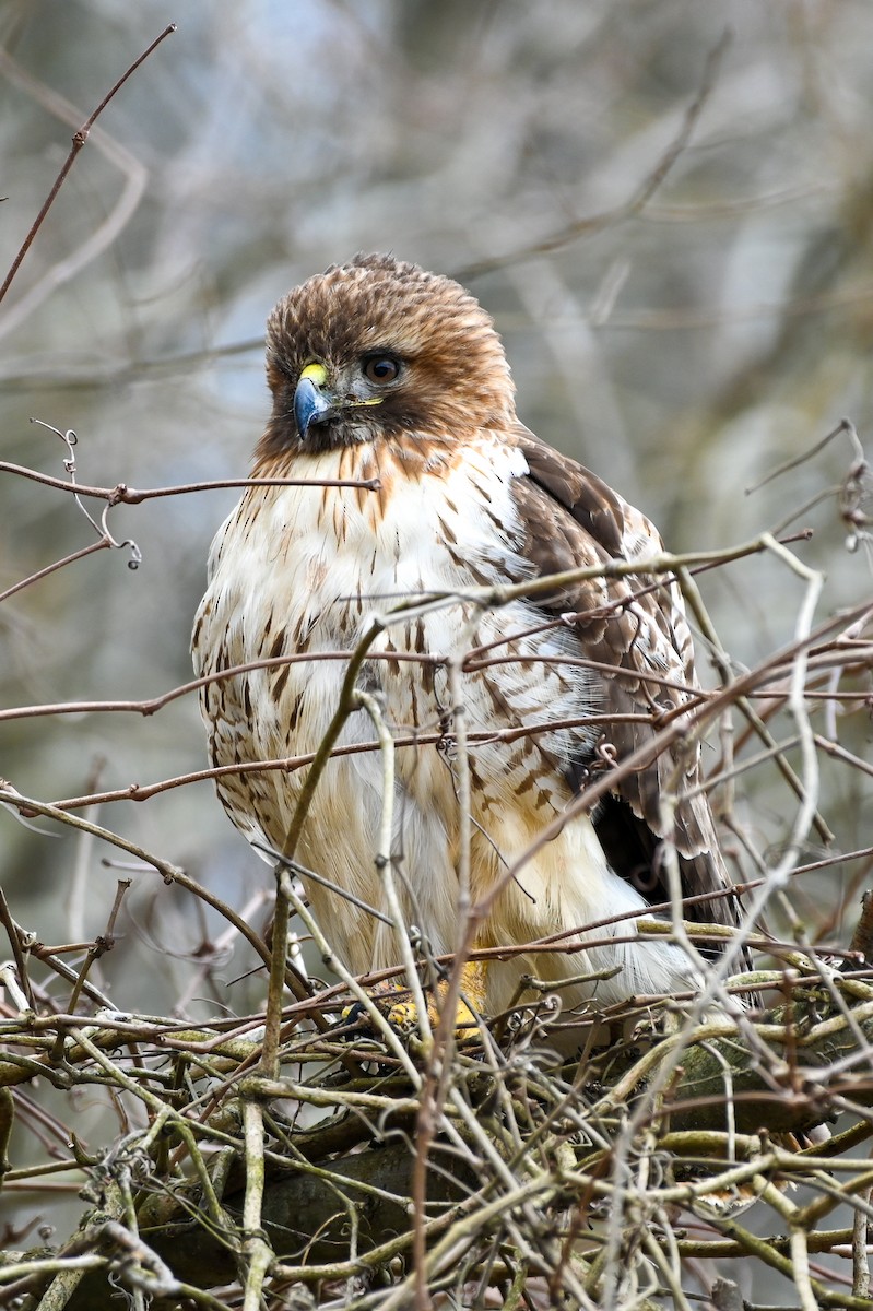 Red-tailed Hawk - ML615470686