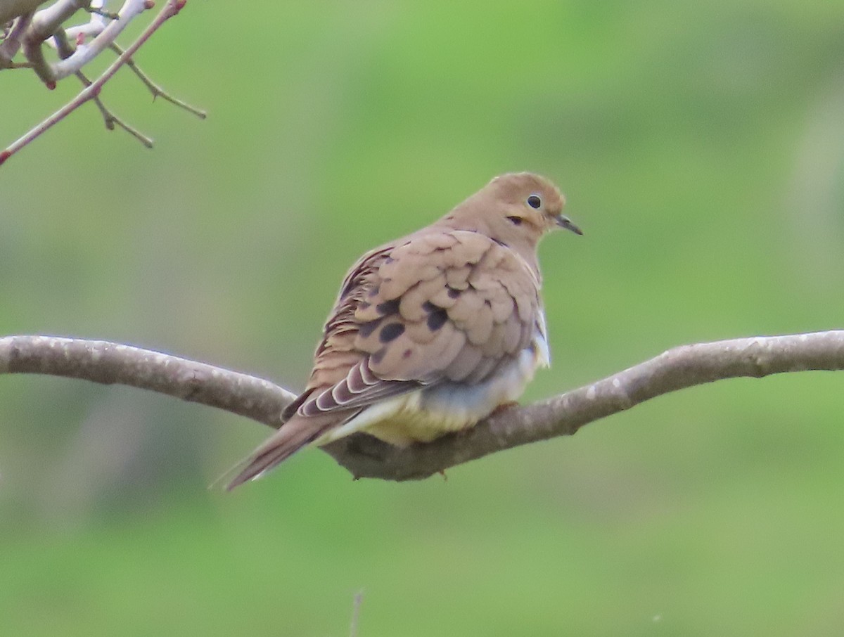 Mourning Dove - ML615470696