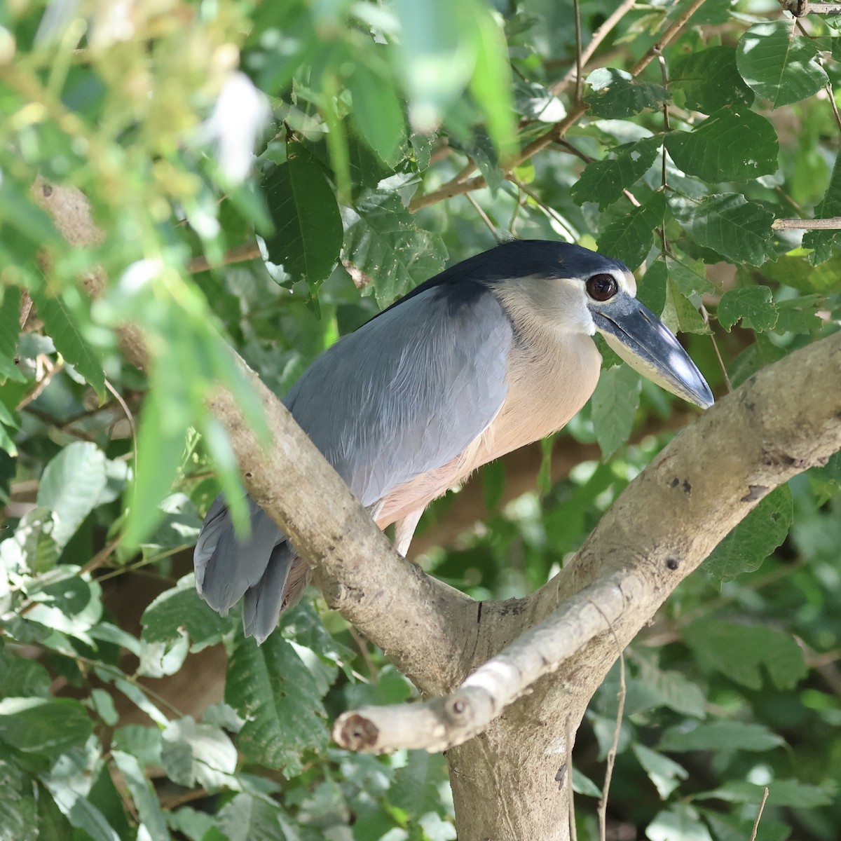 Boat-billed Heron - ML615470700