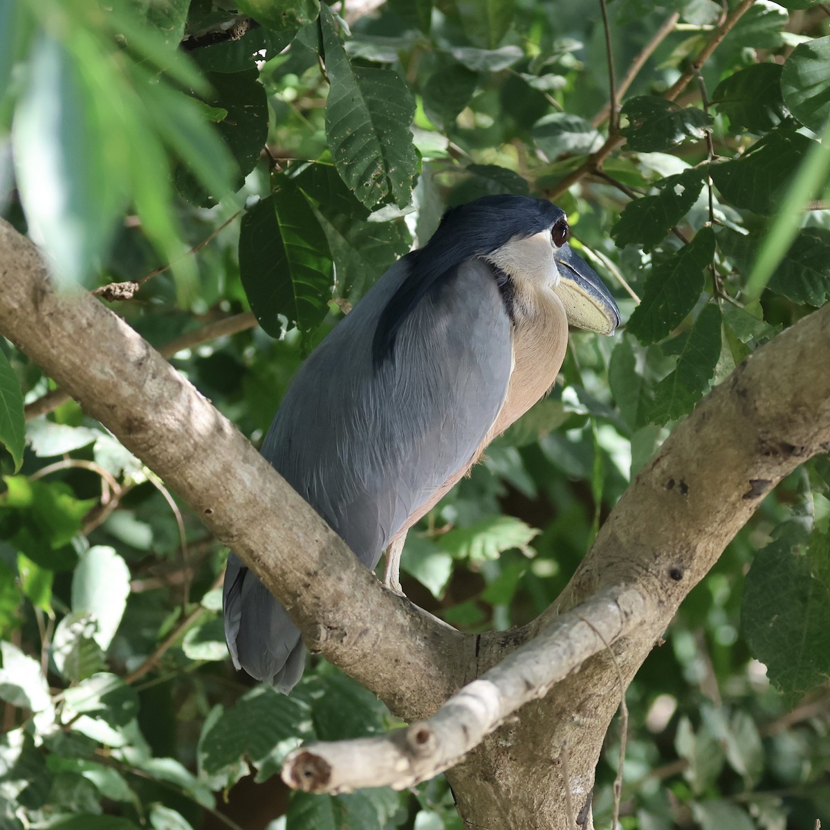 Boat-billed Heron - ML615470701