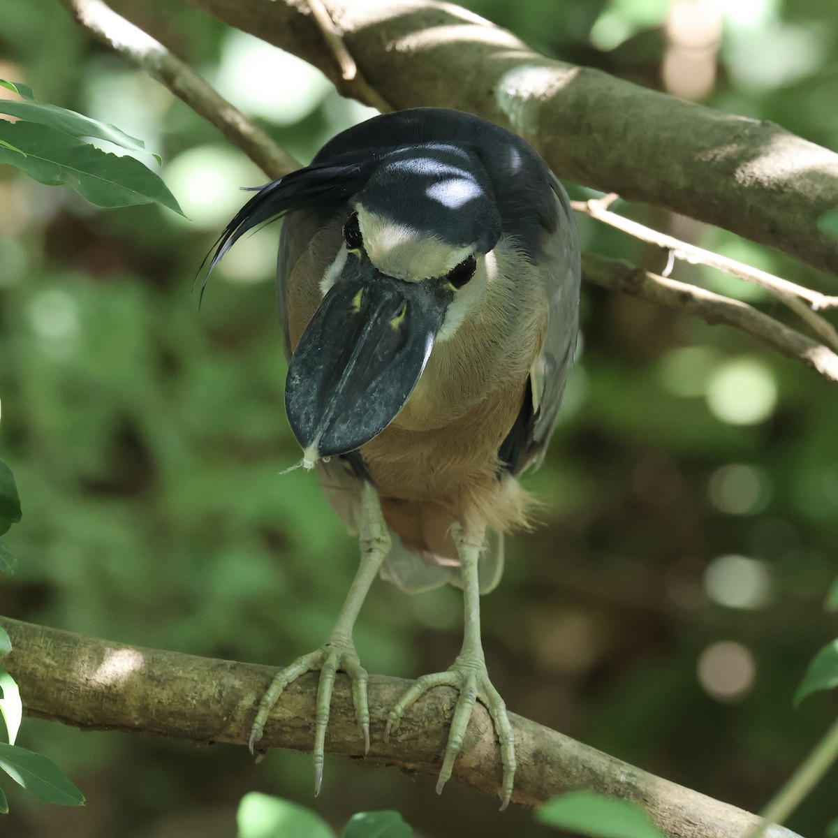 Boat-billed Heron - ML615470702