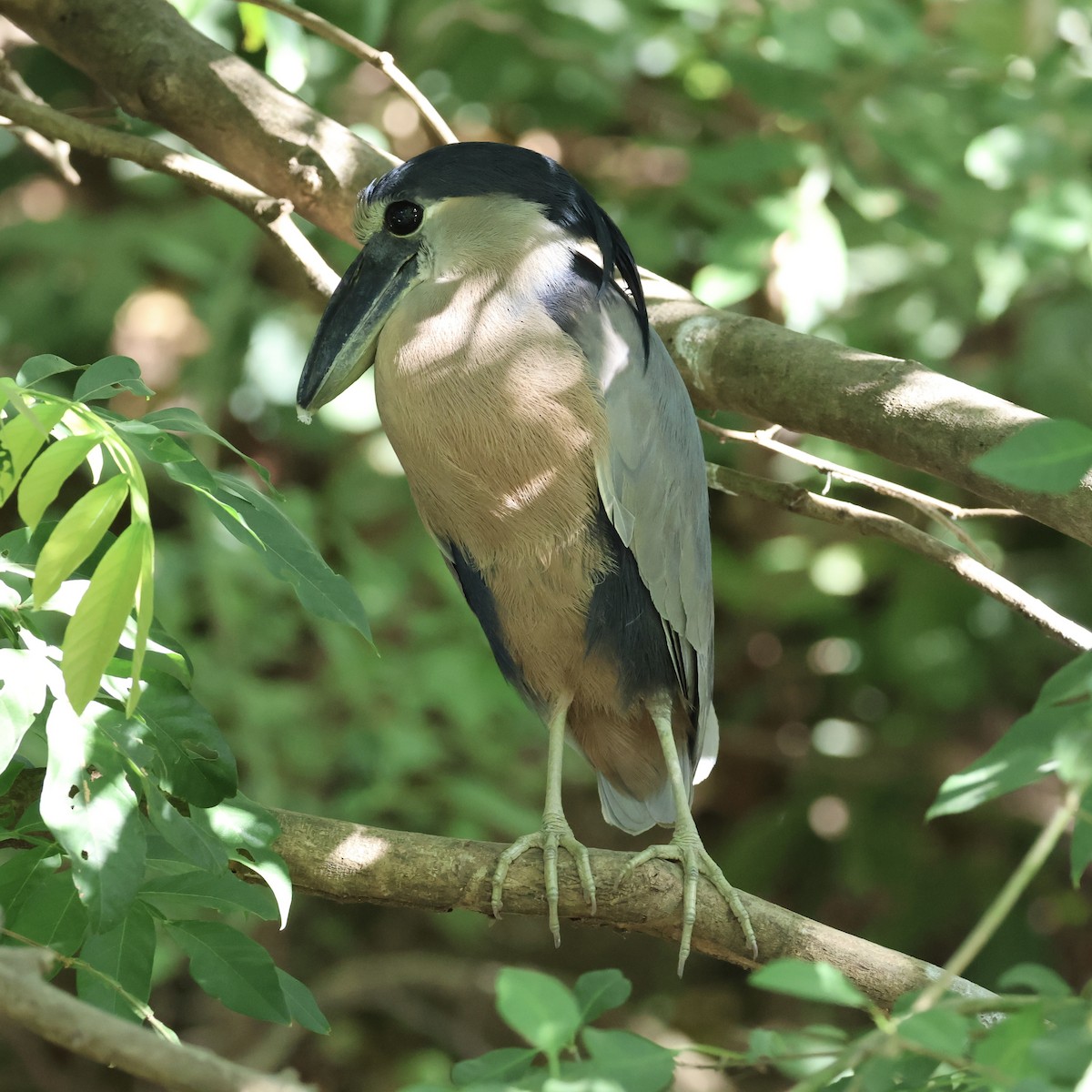 Boat-billed Heron - Michael Pazzani