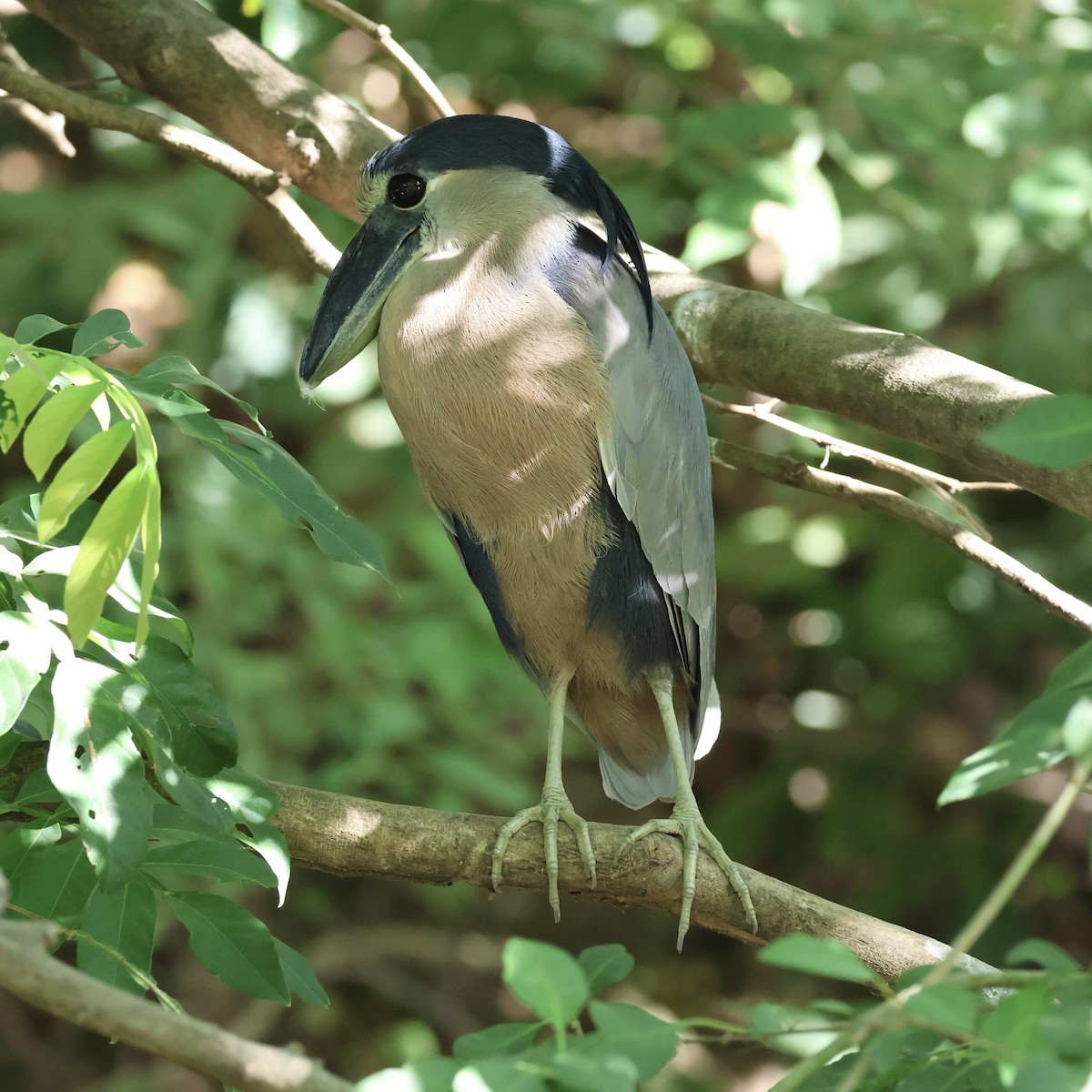 Boat-billed Heron - ML615470707