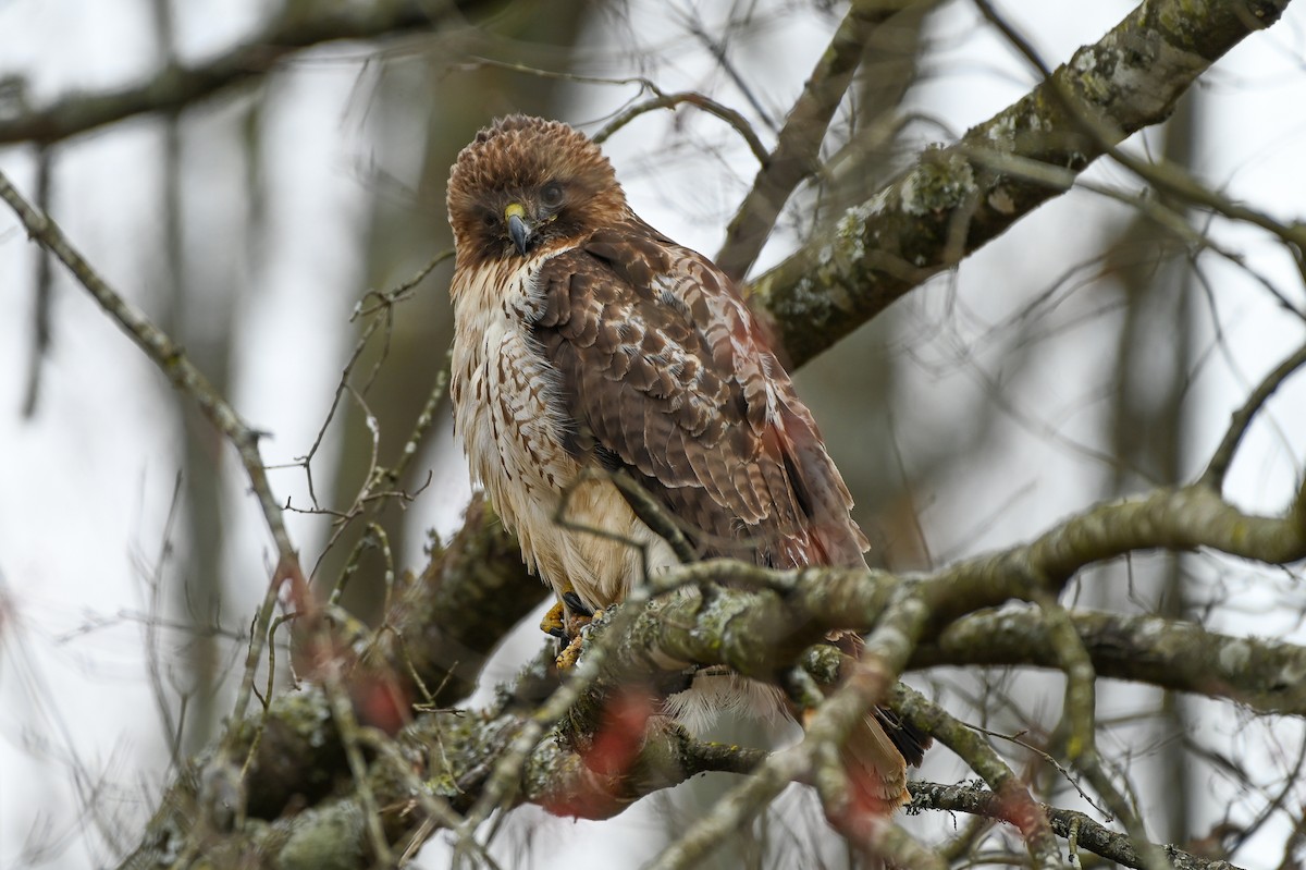 Red-tailed Hawk - ML615470723