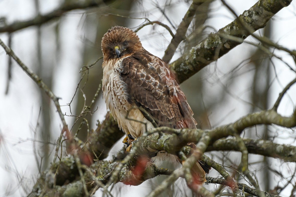 Rotschwanzbussard - ML615470723