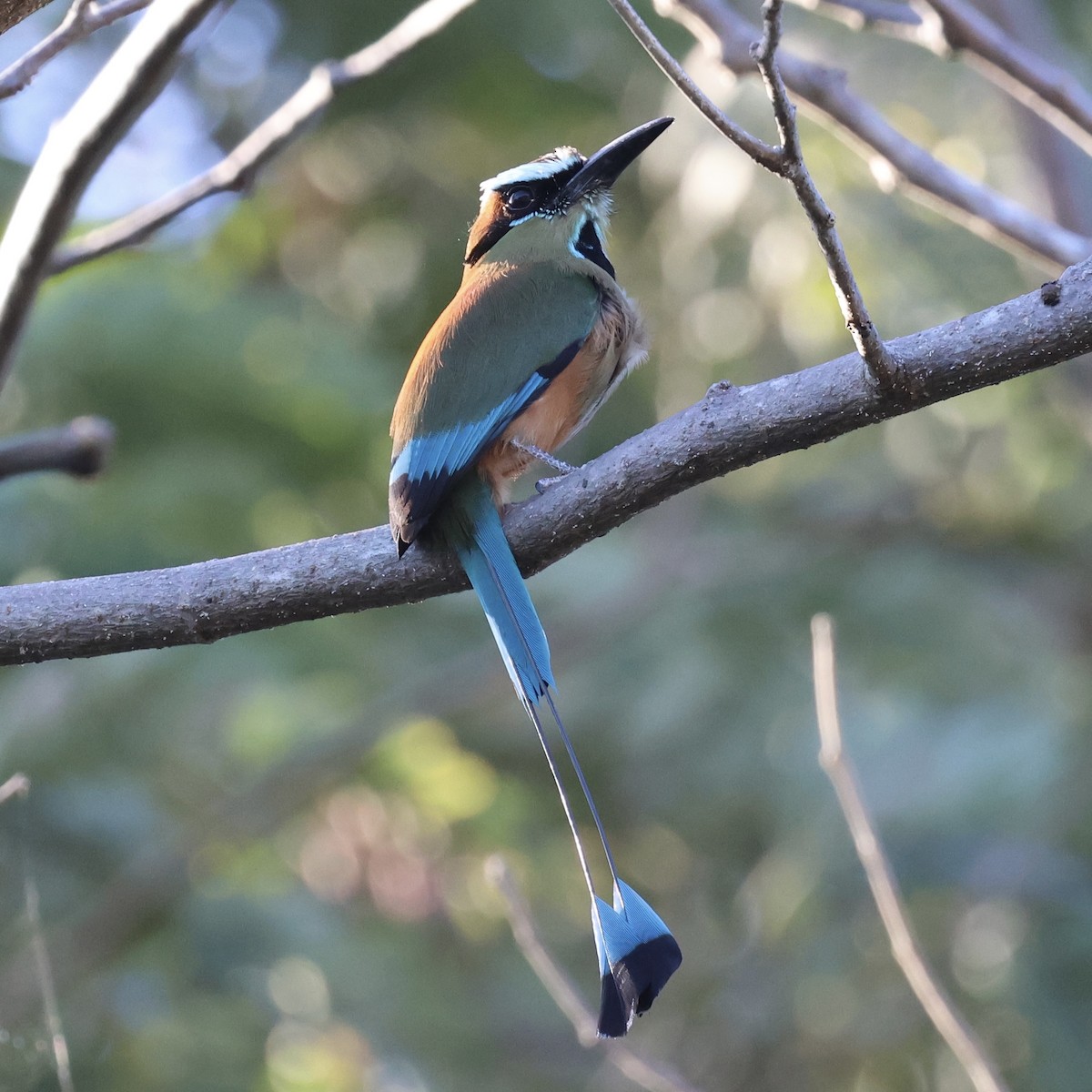 Motmot à sourcils bleus - ML615470745