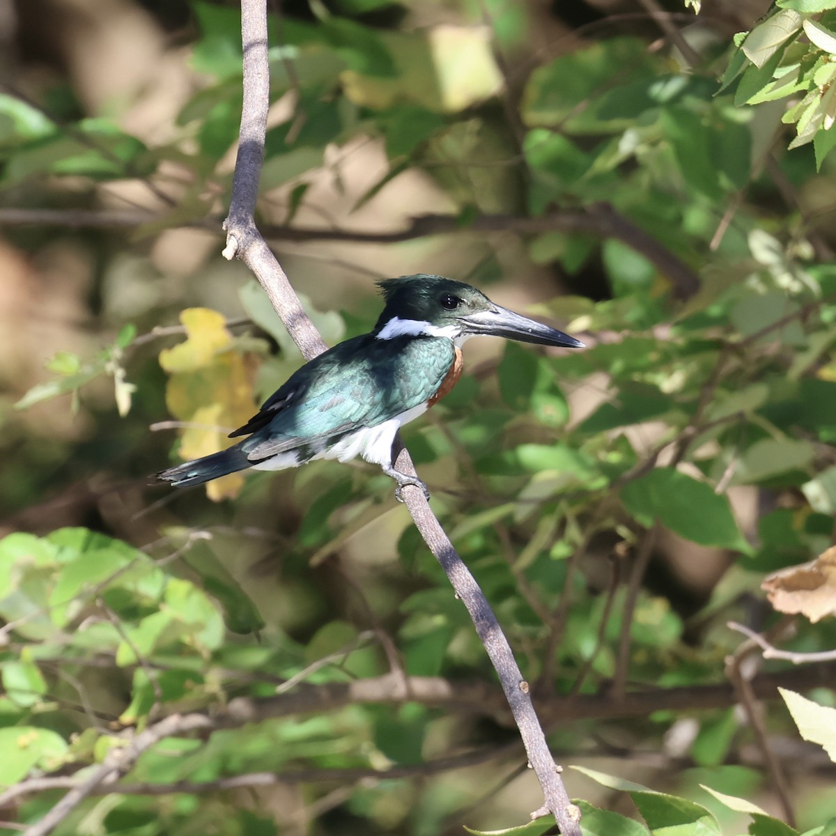 Amazon Kingfisher - Michael Pazzani