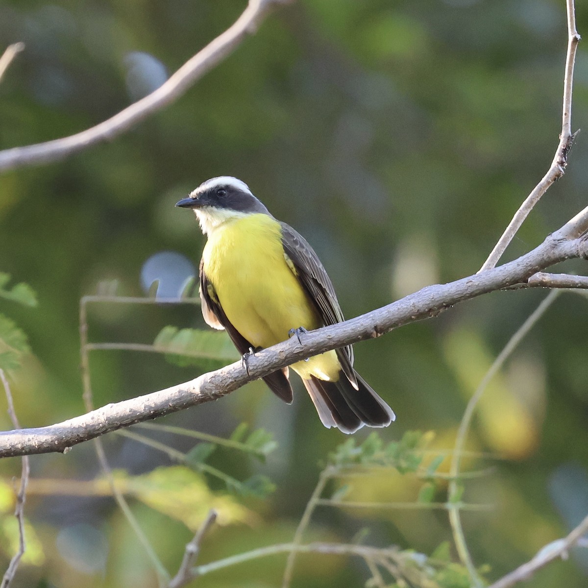 Social Flycatcher - ML615470760