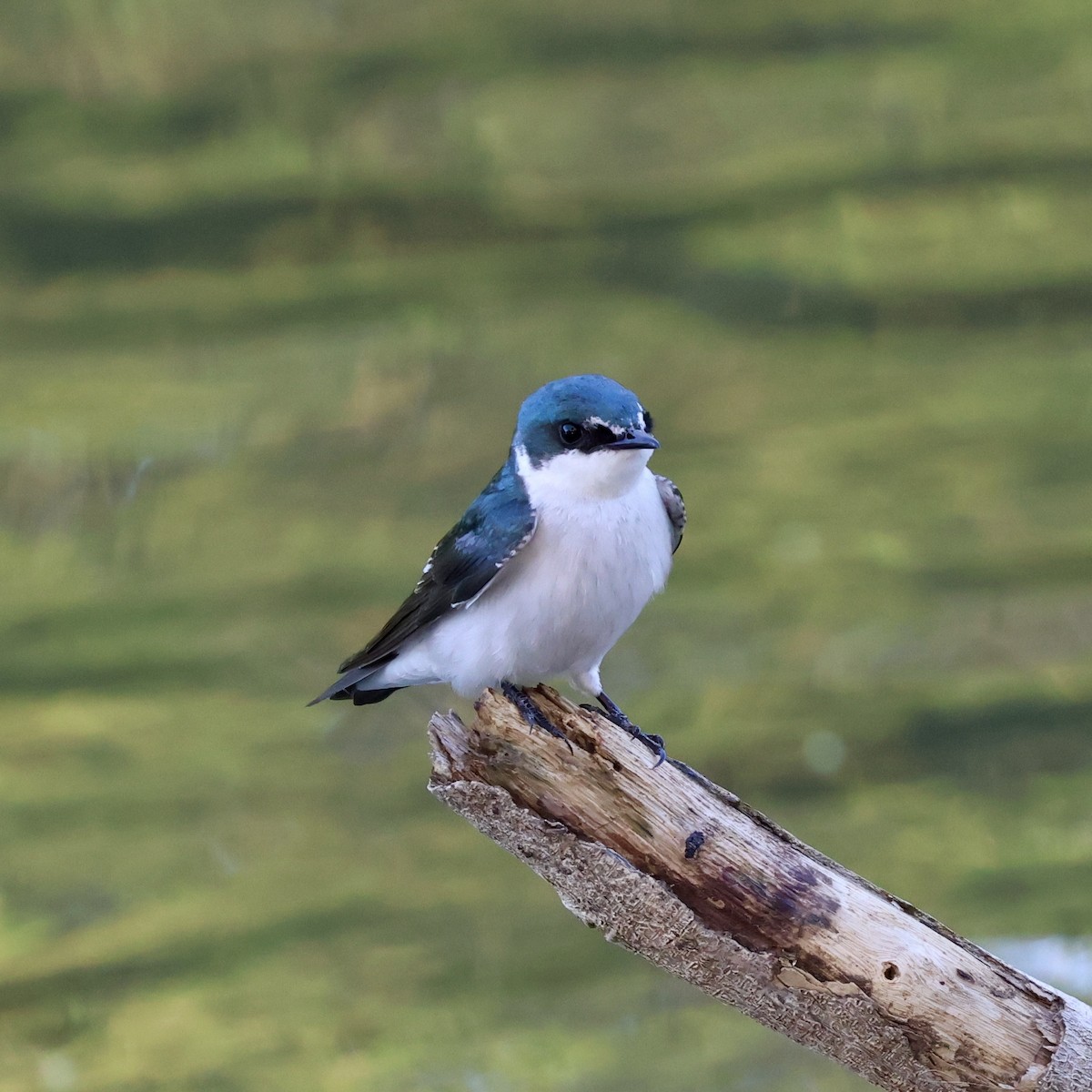 Golondrina de Manglar - ML615470776