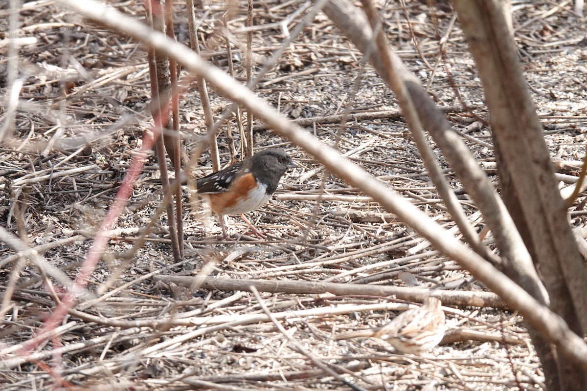 Spotted Towhee - ML615470799