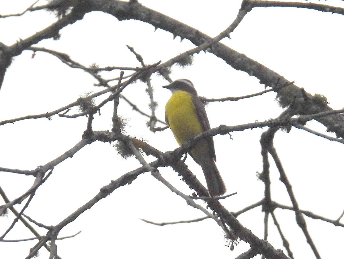 Красношапочный бентеви [группа similis] - ML615470830