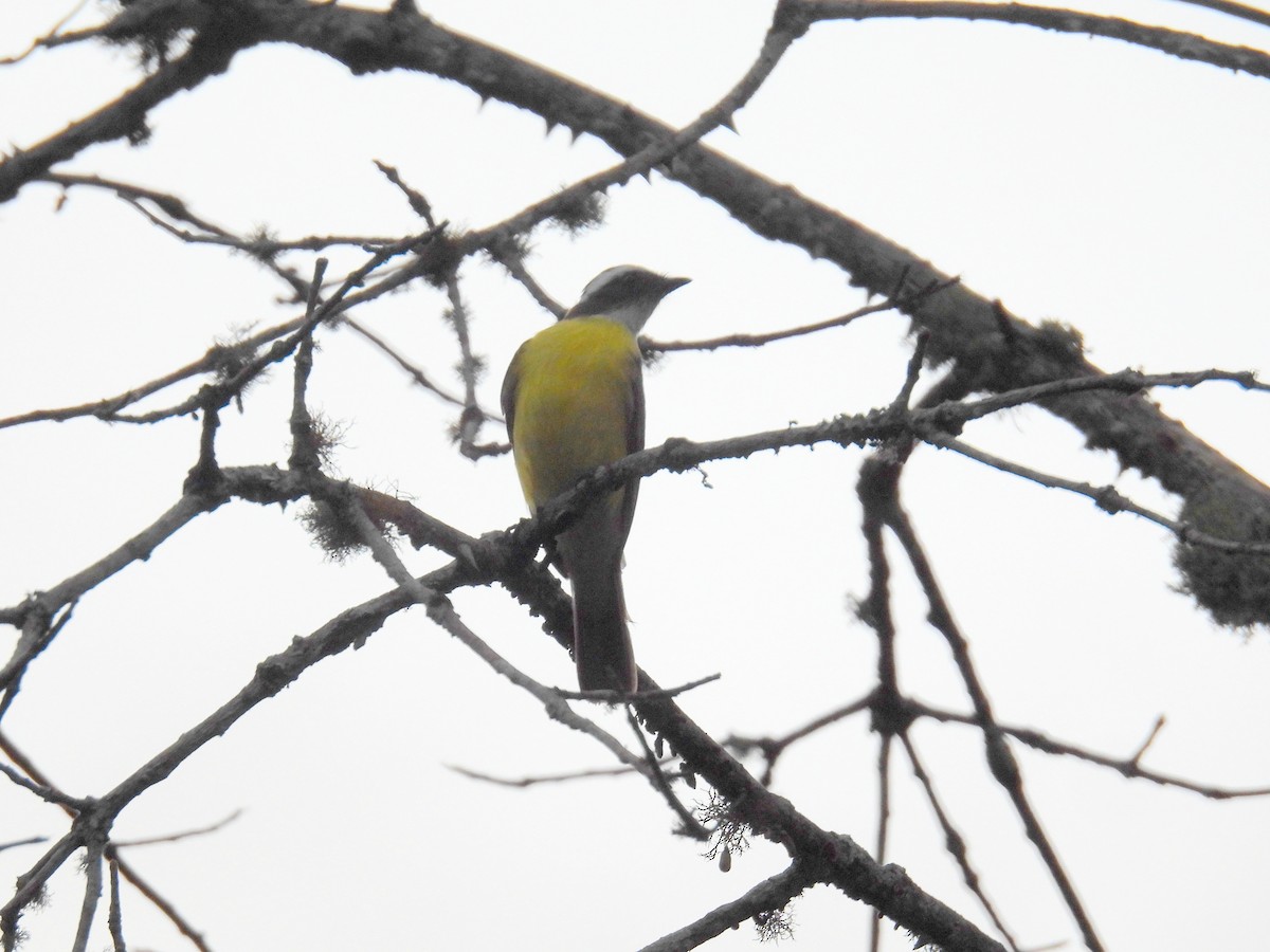 アカボウシヒタキモドキ（similis グループ） - ML615470832