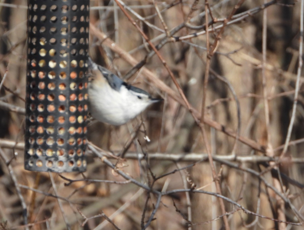 White-breasted Nuthatch - ML615470851