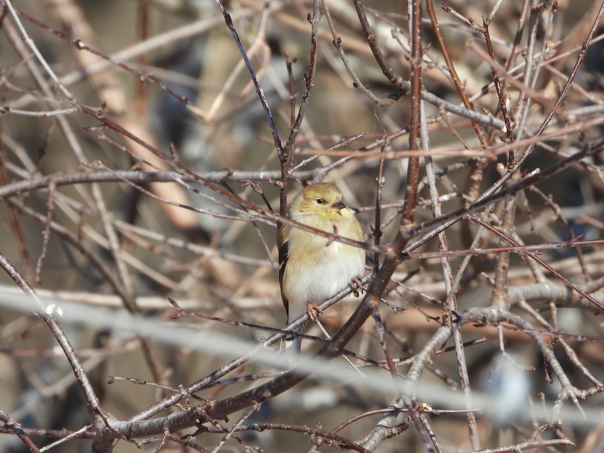 American Goldfinch - ML615470870