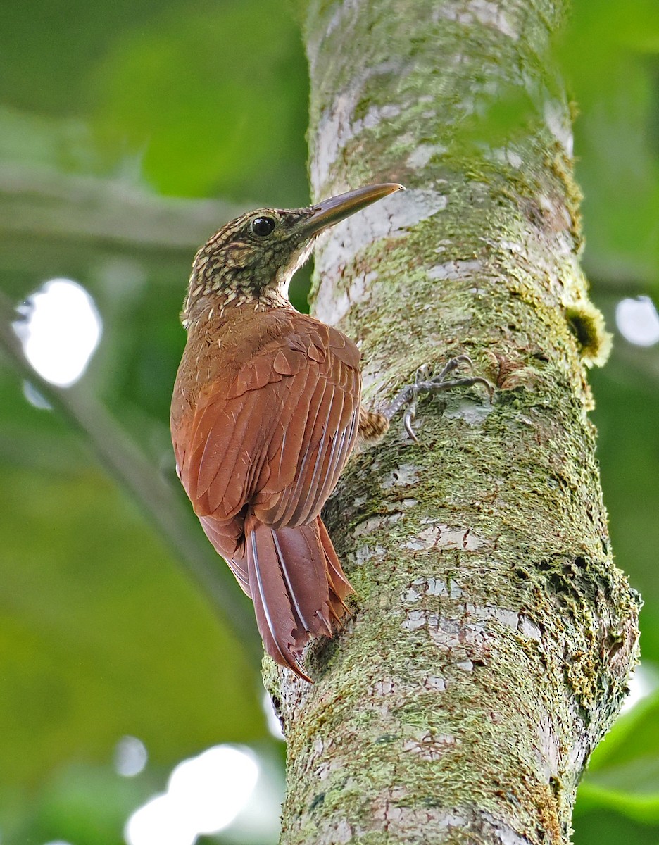 Black-banded Woodcreeper (Black-banded) - Roger Ahlman