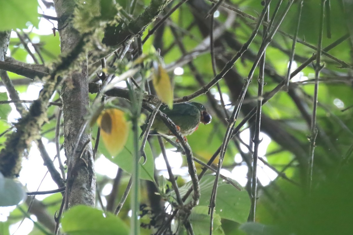 Cotinga à gorge rouge - ML615470943