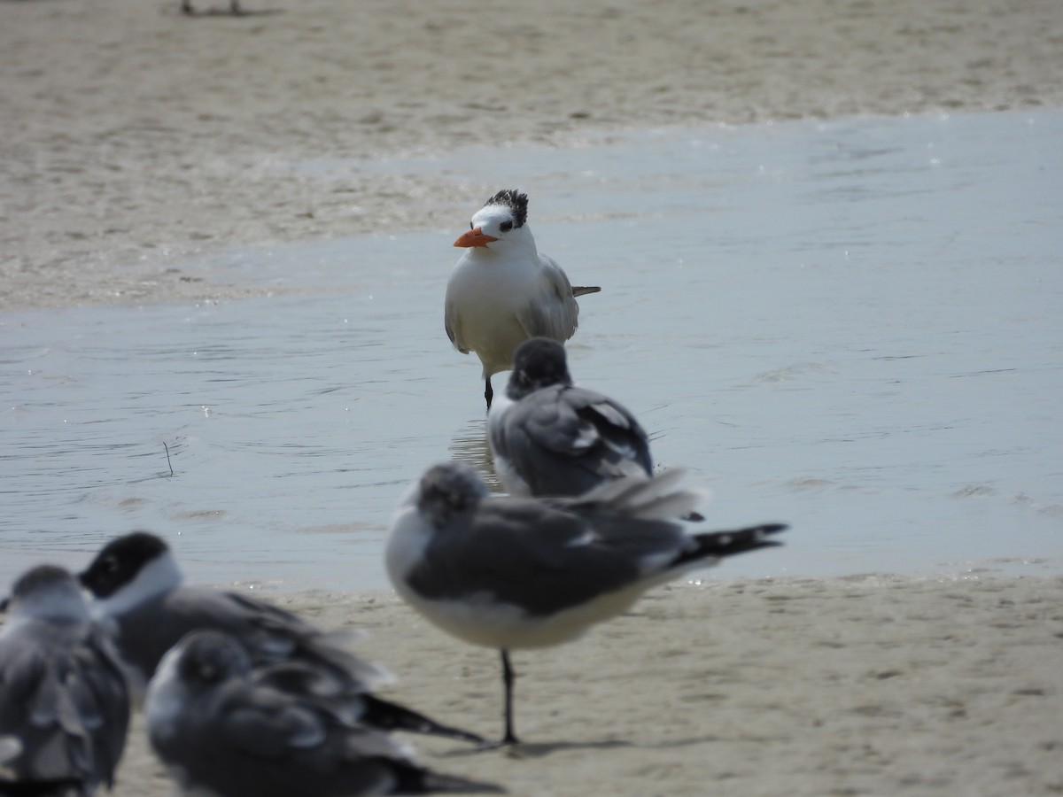 Royal Tern - John  Paalvast