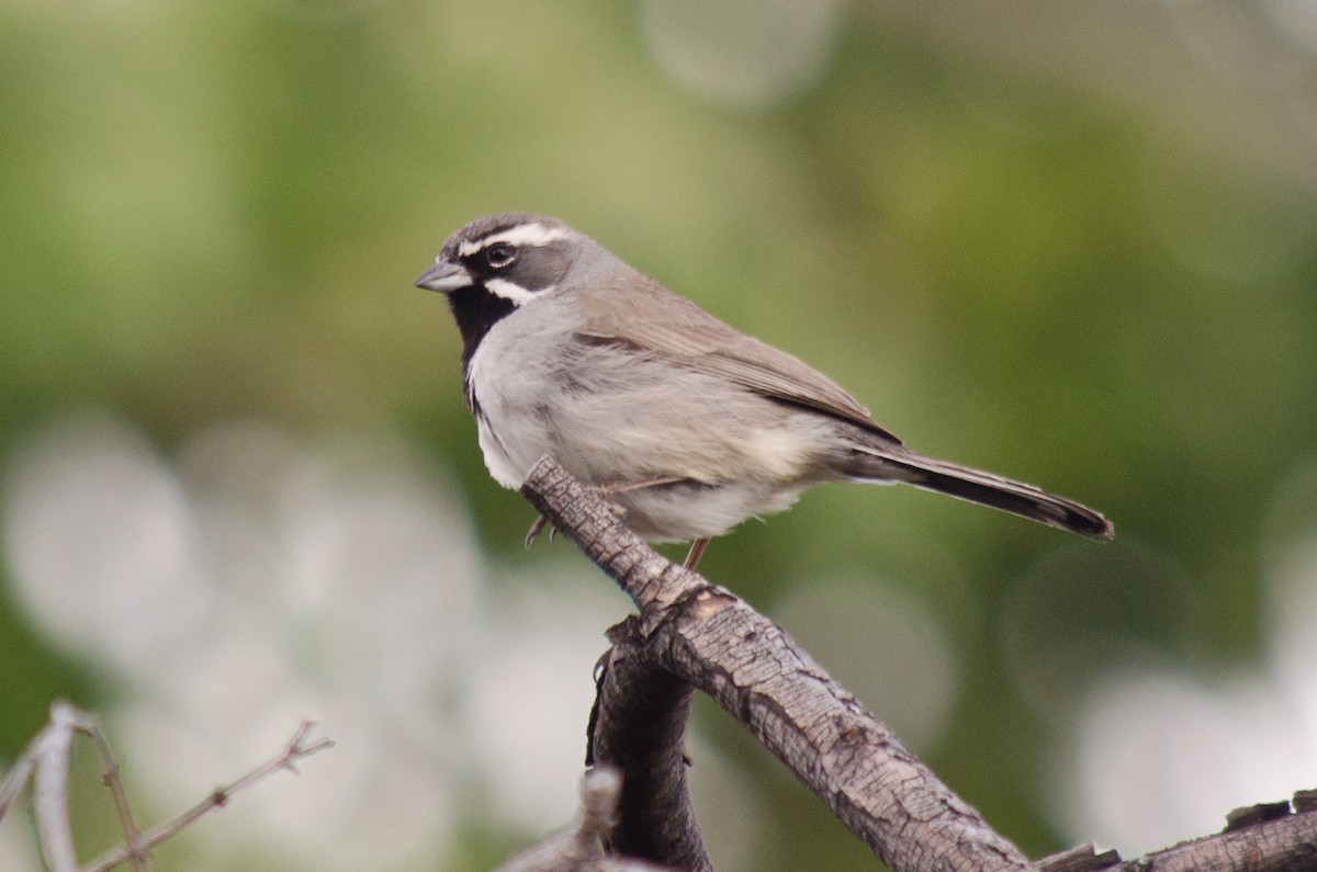 Black-throated Sparrow - Frank Fogarty