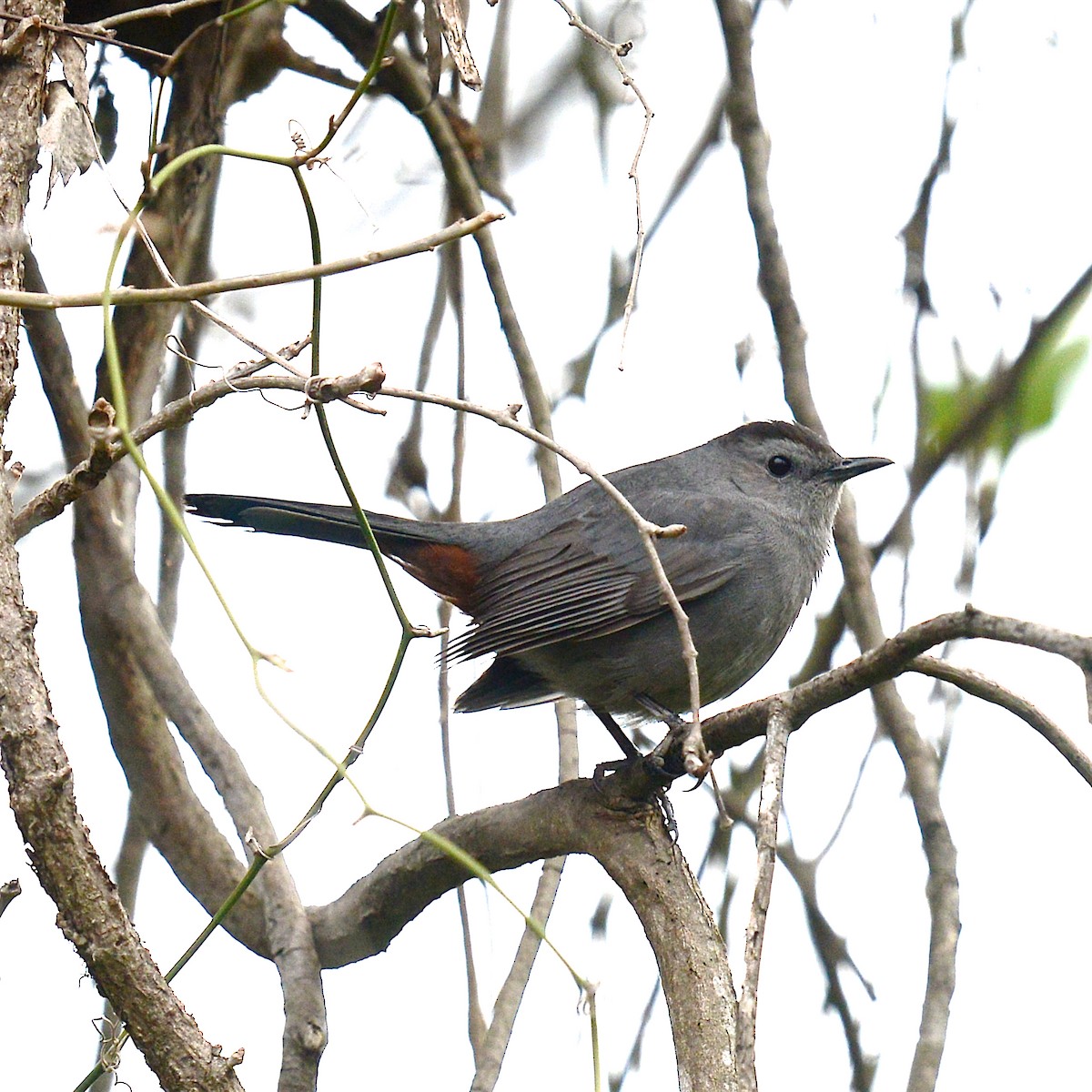 Gray Catbird - ML615470977