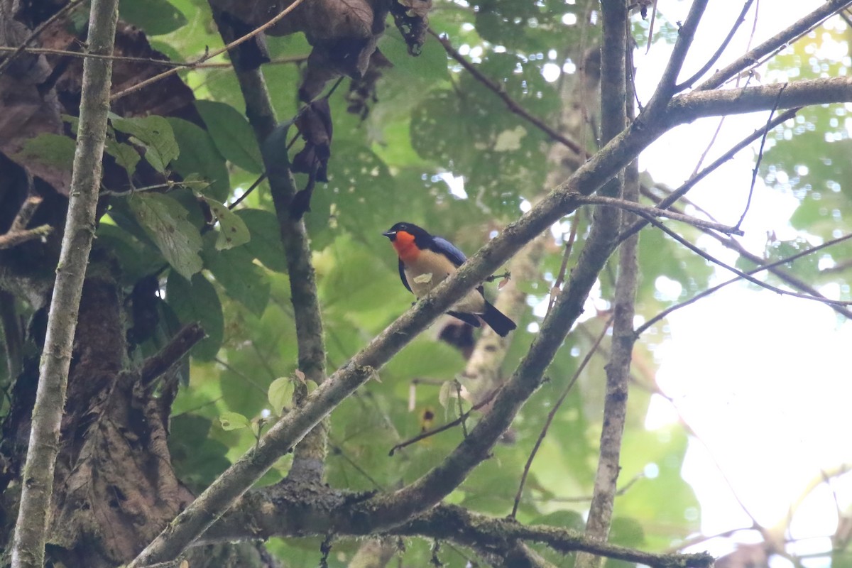 Orange-throated Tanager - ML615470989