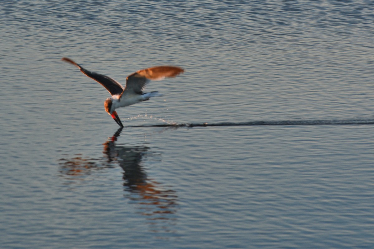 Black Skimmer - ML615470990