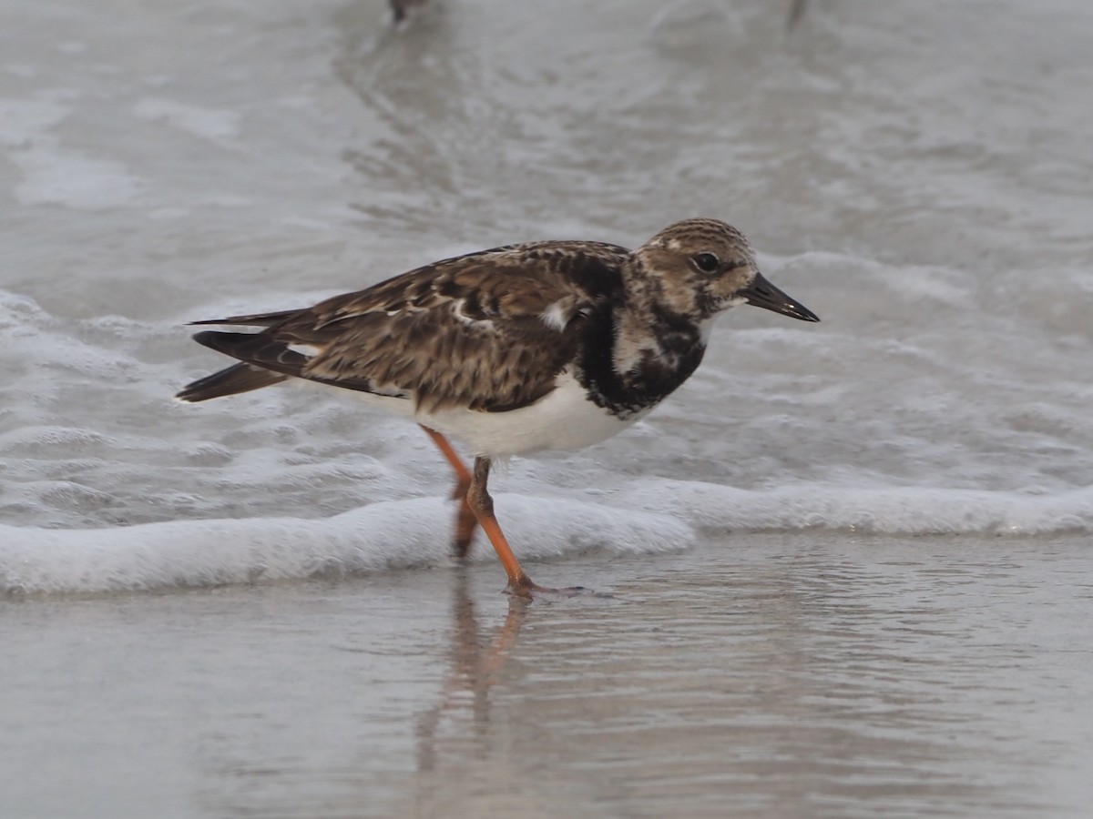 Ruddy Turnstone - ML615471019