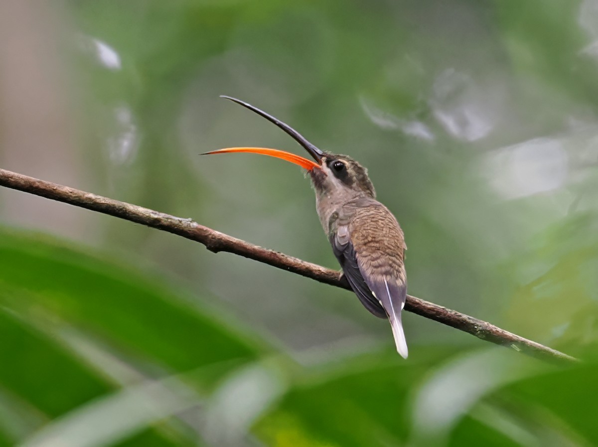 kolibřík dlouhozobý [skupina moorei] - ML615471022