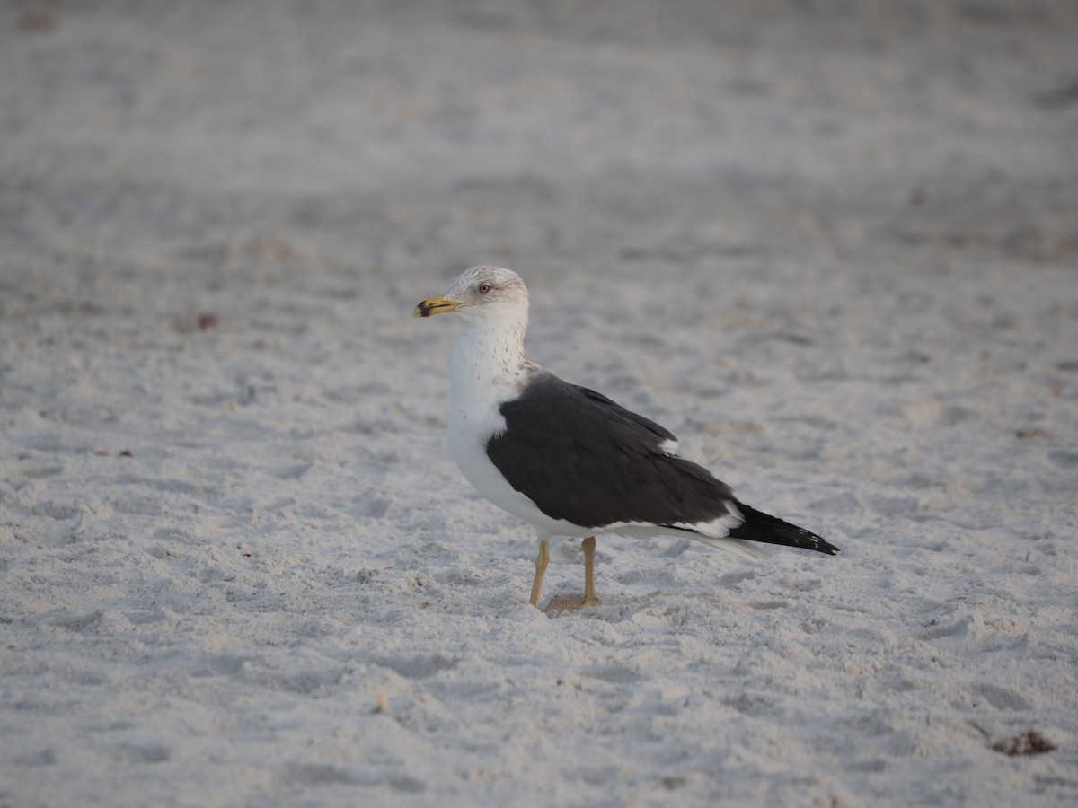 Lesser Black-backed Gull - ML615471037