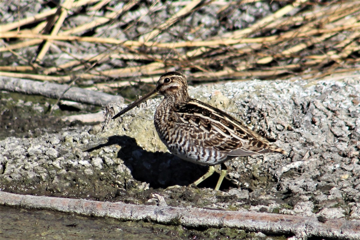 Wilson's Snipe - ML615471038