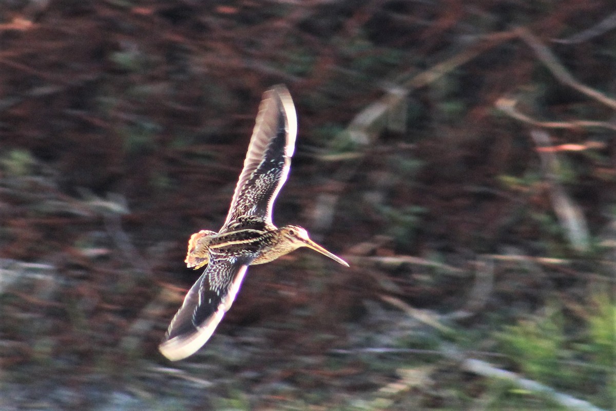 Wilson's Snipe - ML615471041