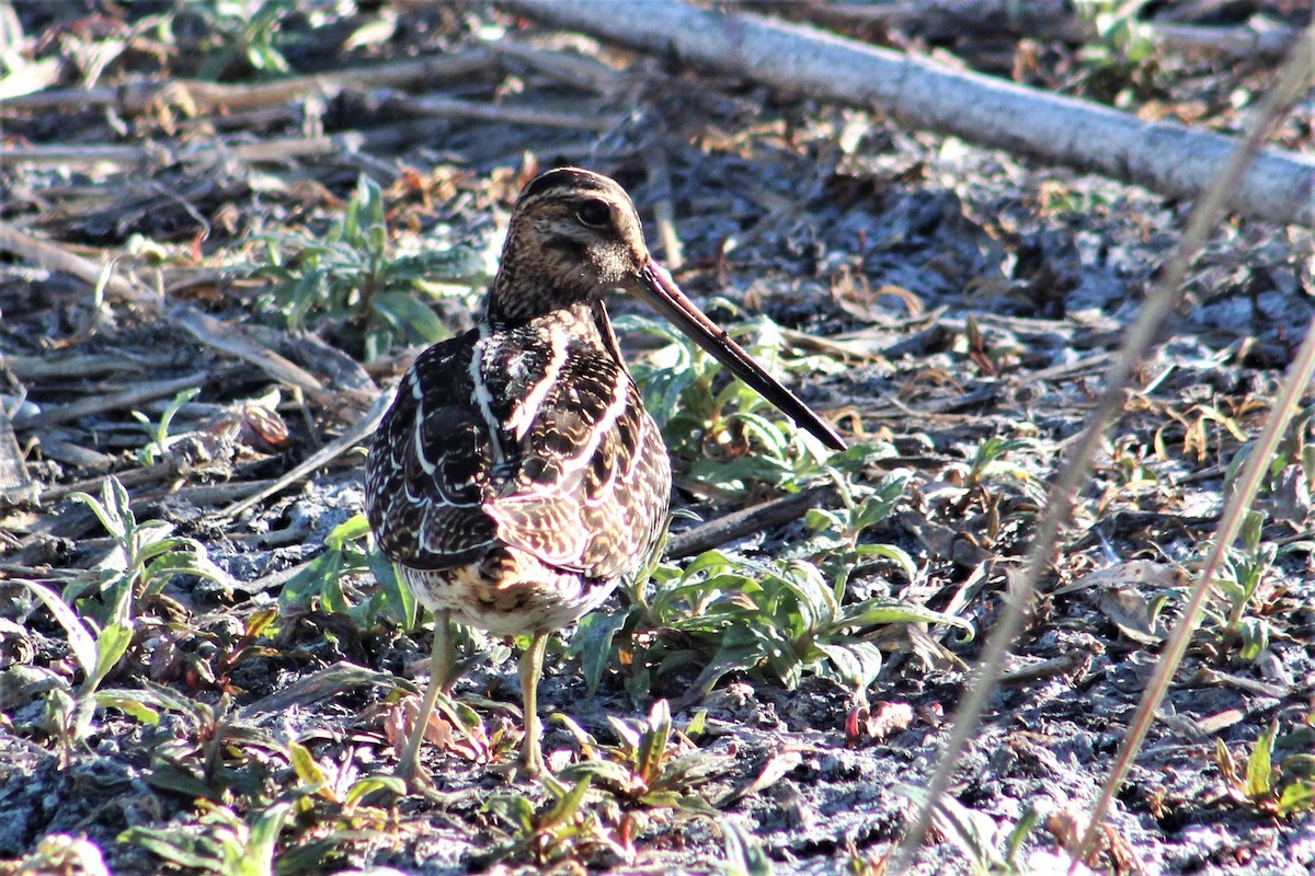 Wilson's Snipe - ML615471045